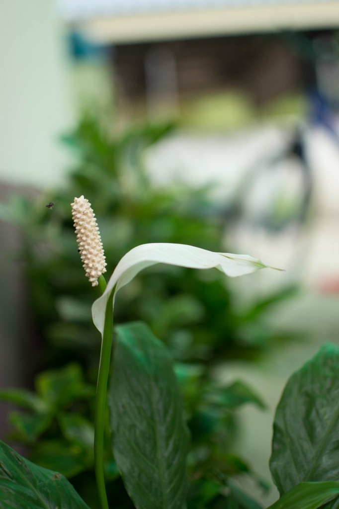 ดอกไม้สวย กับ ความรู้สึกดี ๆ ที่เกิดขึ้น